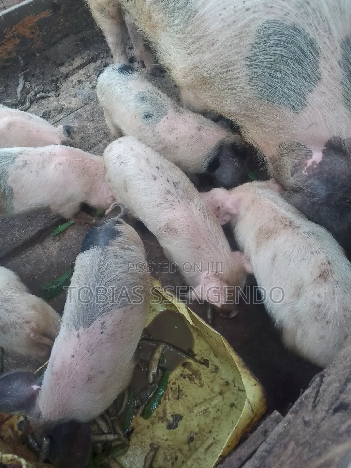 Pigs on Sale