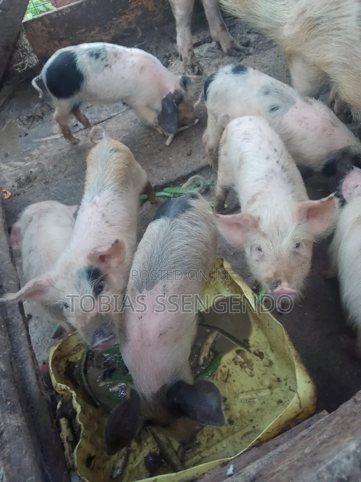 Pigs on Sale