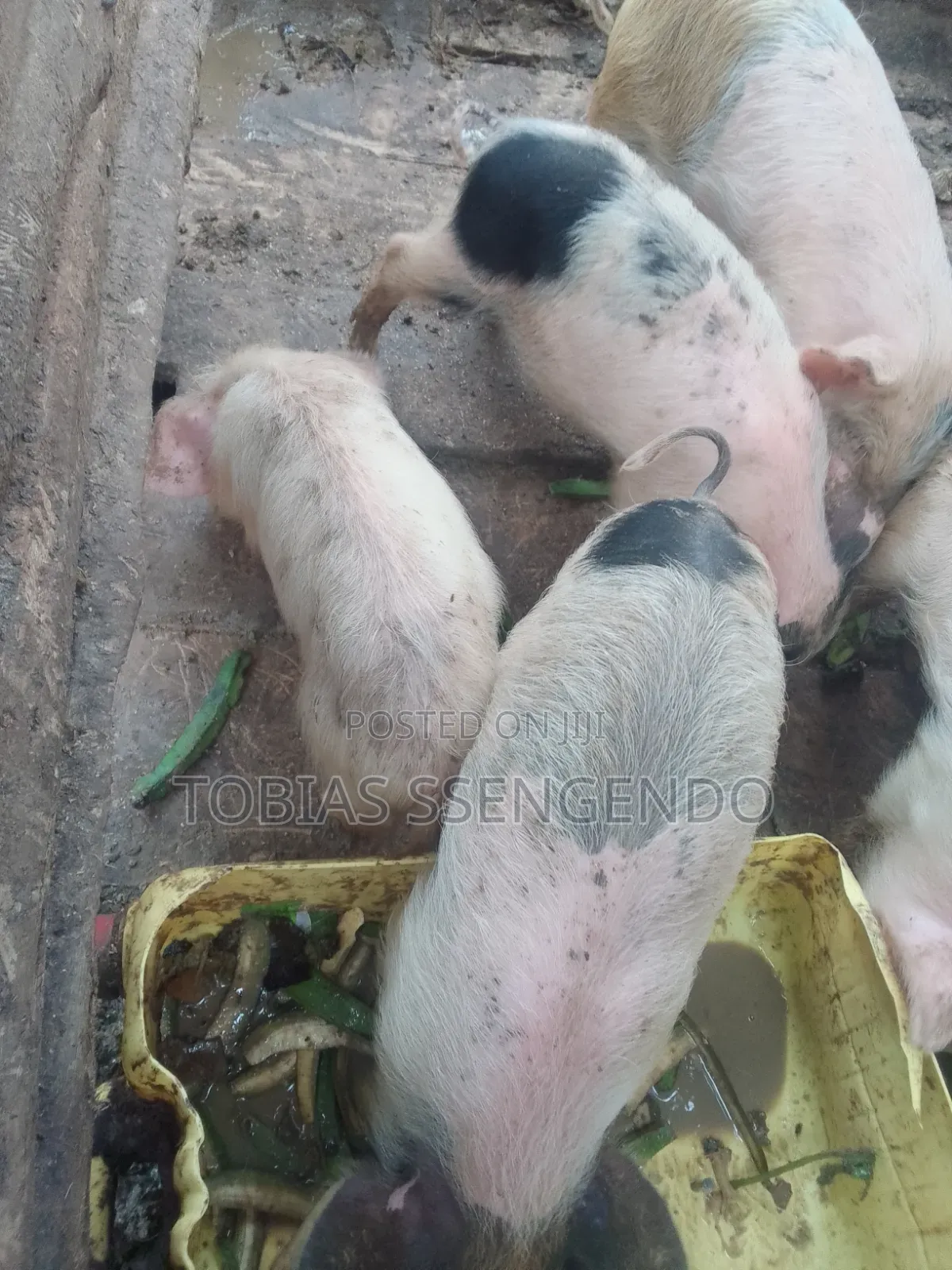 Pigs on Sale