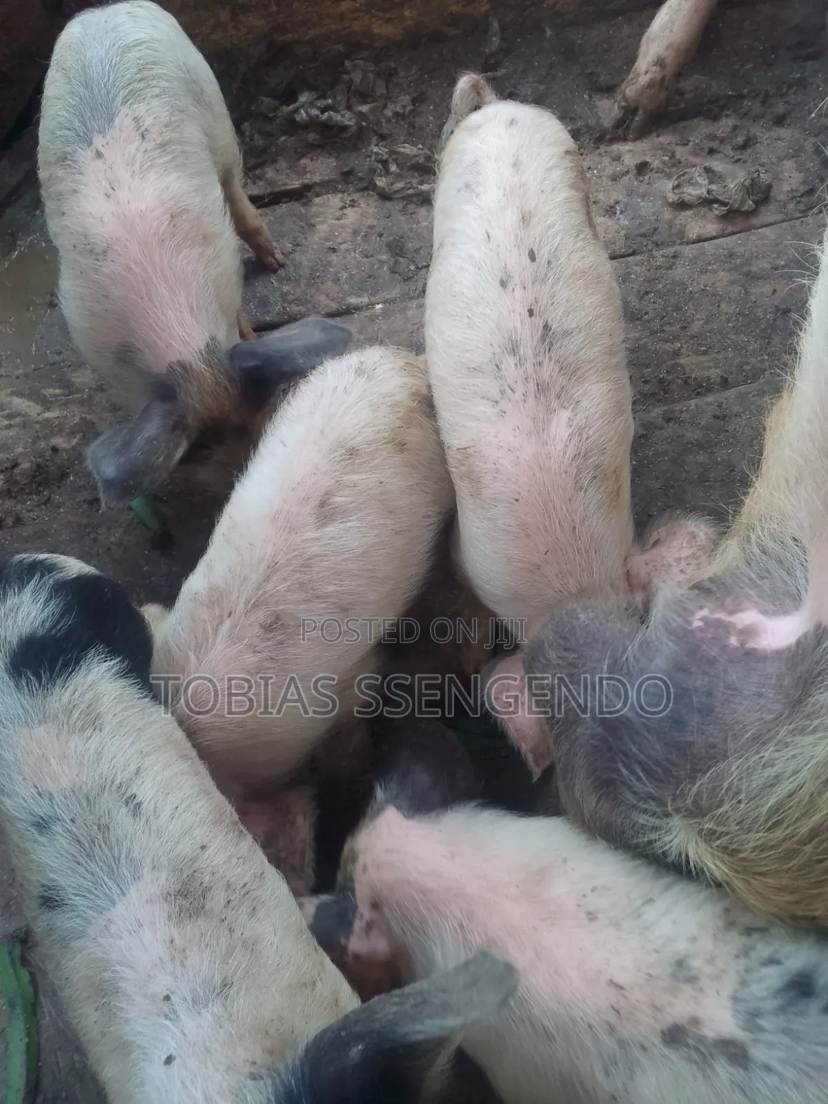 Pigs on Sale