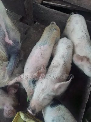 Pigs on Sale