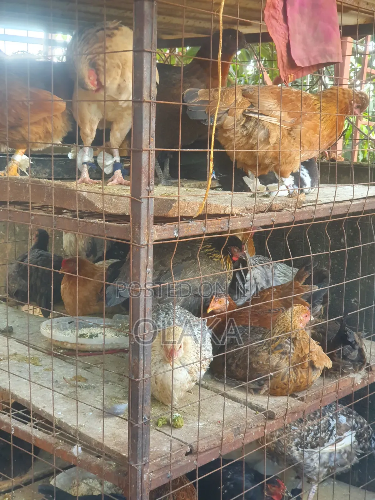 Local Chickens