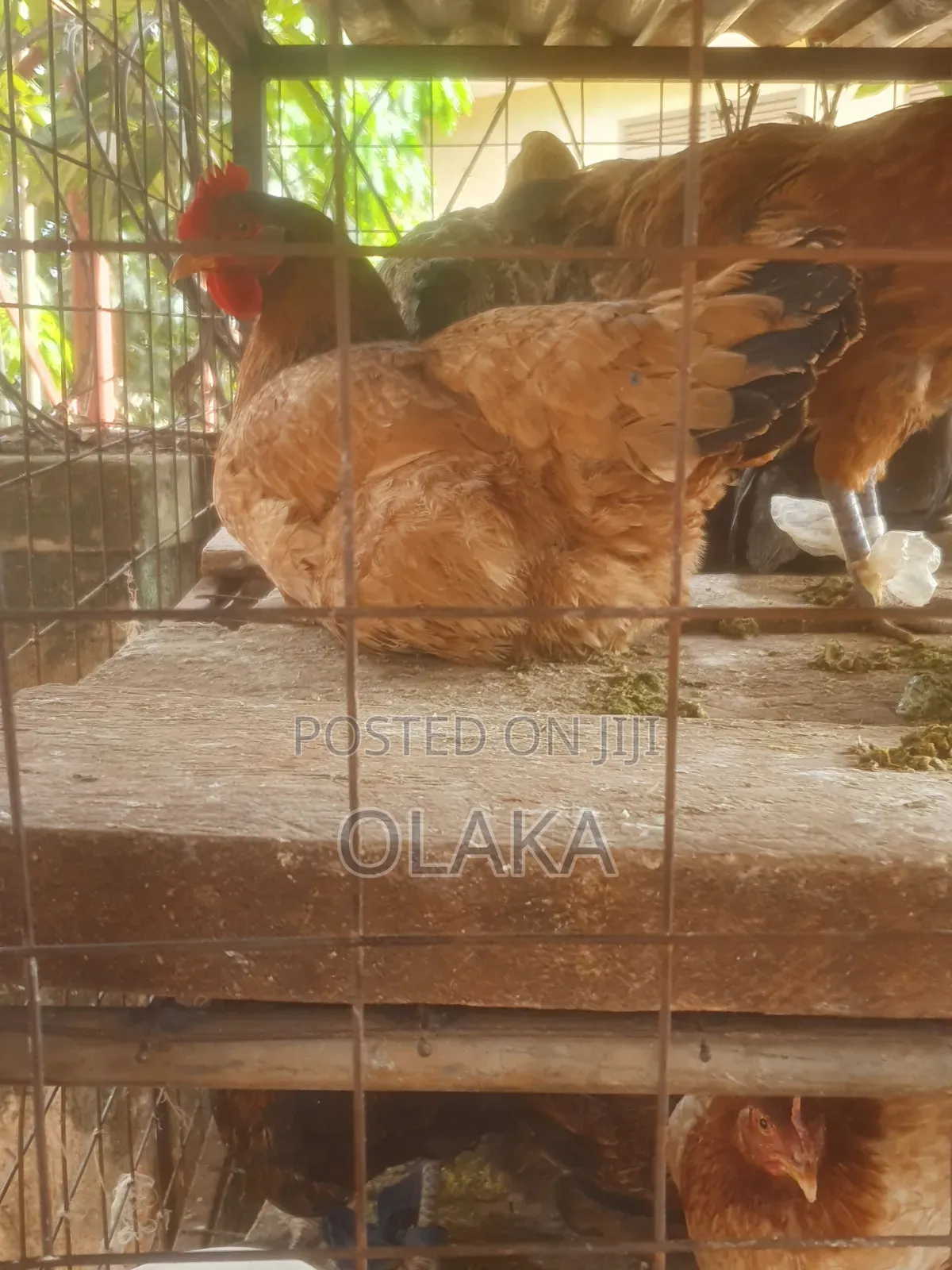 Local Chickens