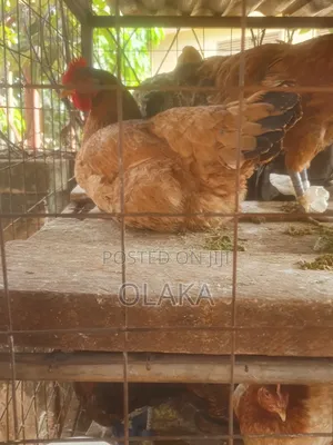 Local Chickens