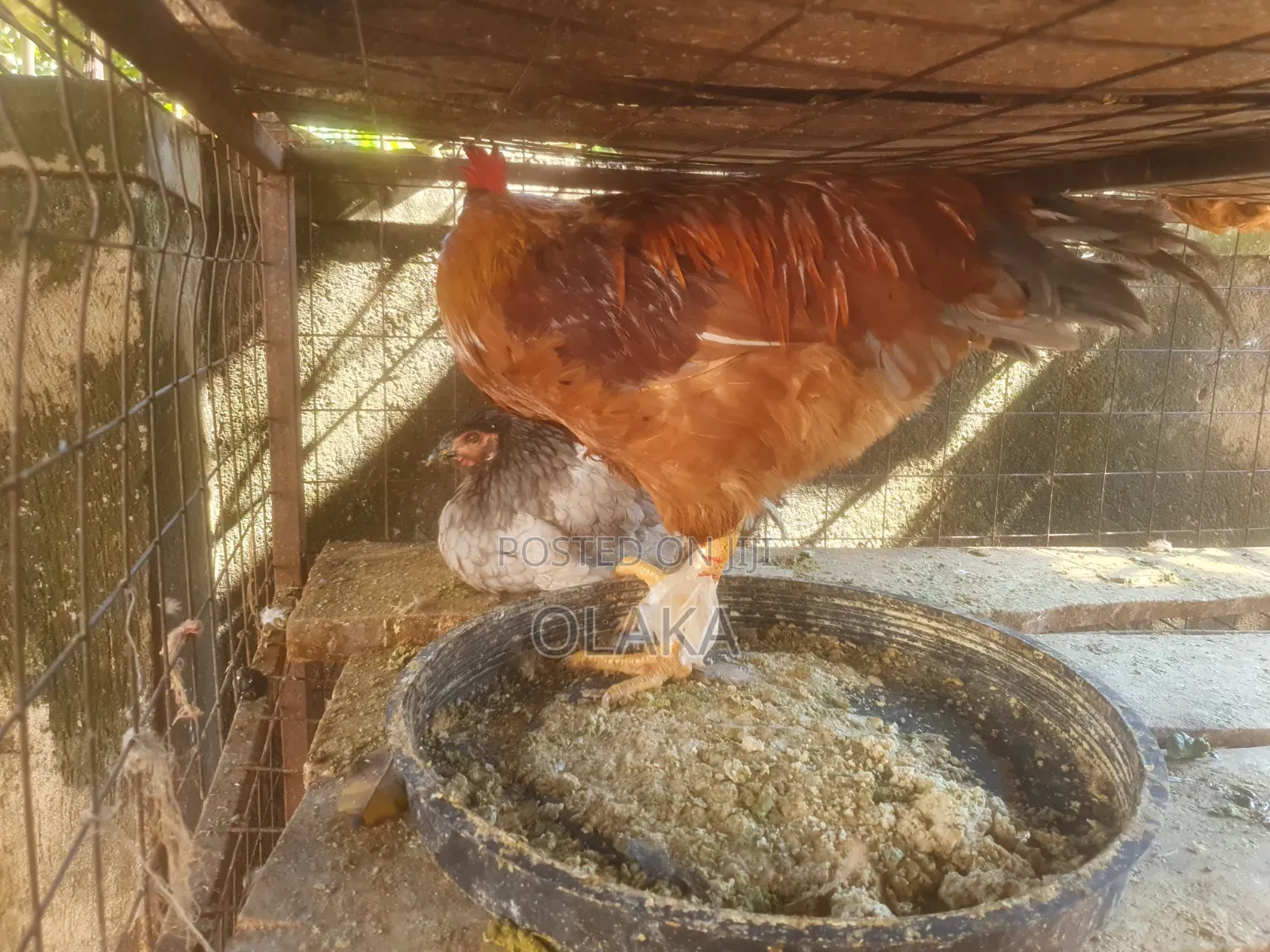 Local Chickens