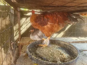 Local Chickens