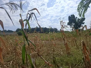 4acres for Sale