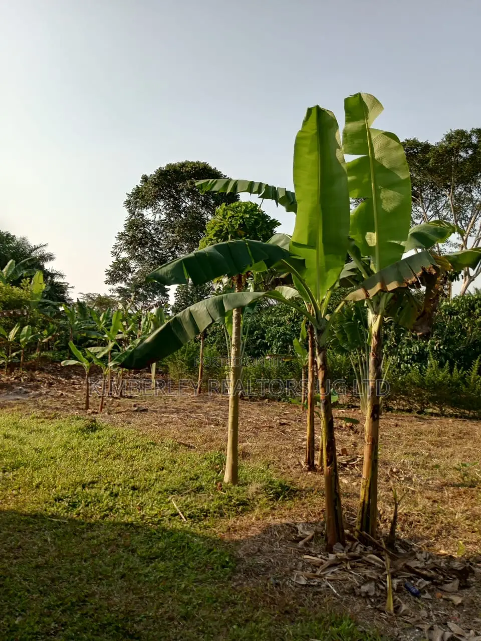 Wakiso Mwera Town Estate – Plots for Sale