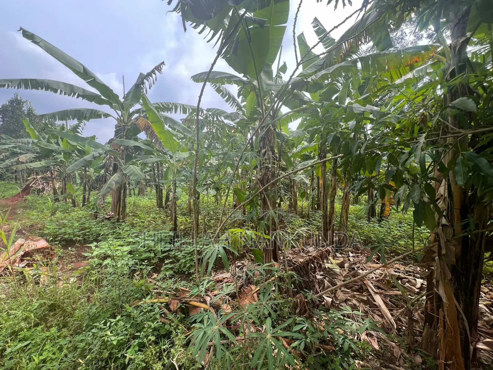 A Half Acre of Land Located in Busiika-Luwero