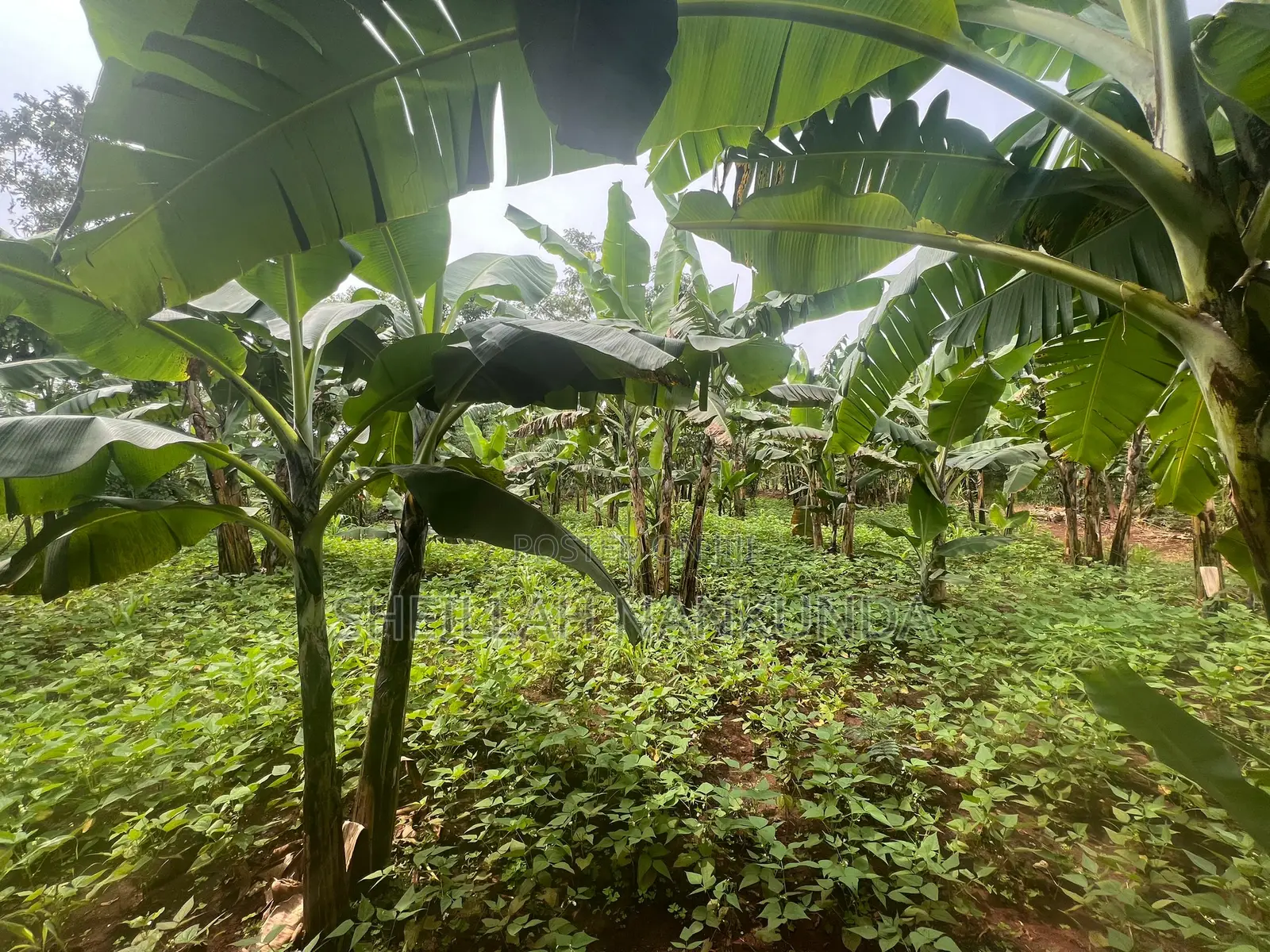 A Half Acre of Land Located in Busiika-Luwero