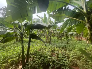 A Half Acre of Land Located in Busiika-Luwero