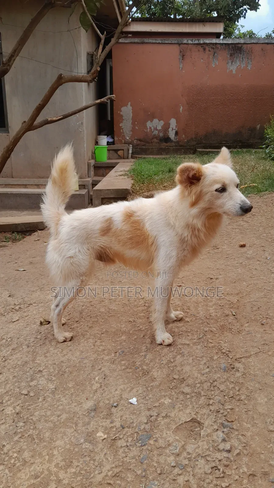 3-6 months Male Purebred German Shepherd