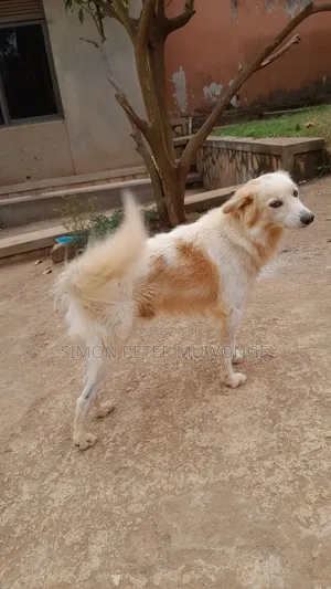 3-6 months Male Purebred German Shepherd