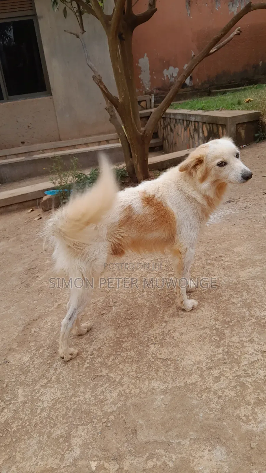 3-6 months Male Purebred German Shepherd