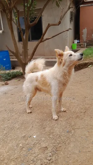 3-6 months Male Purebred German Shepherd