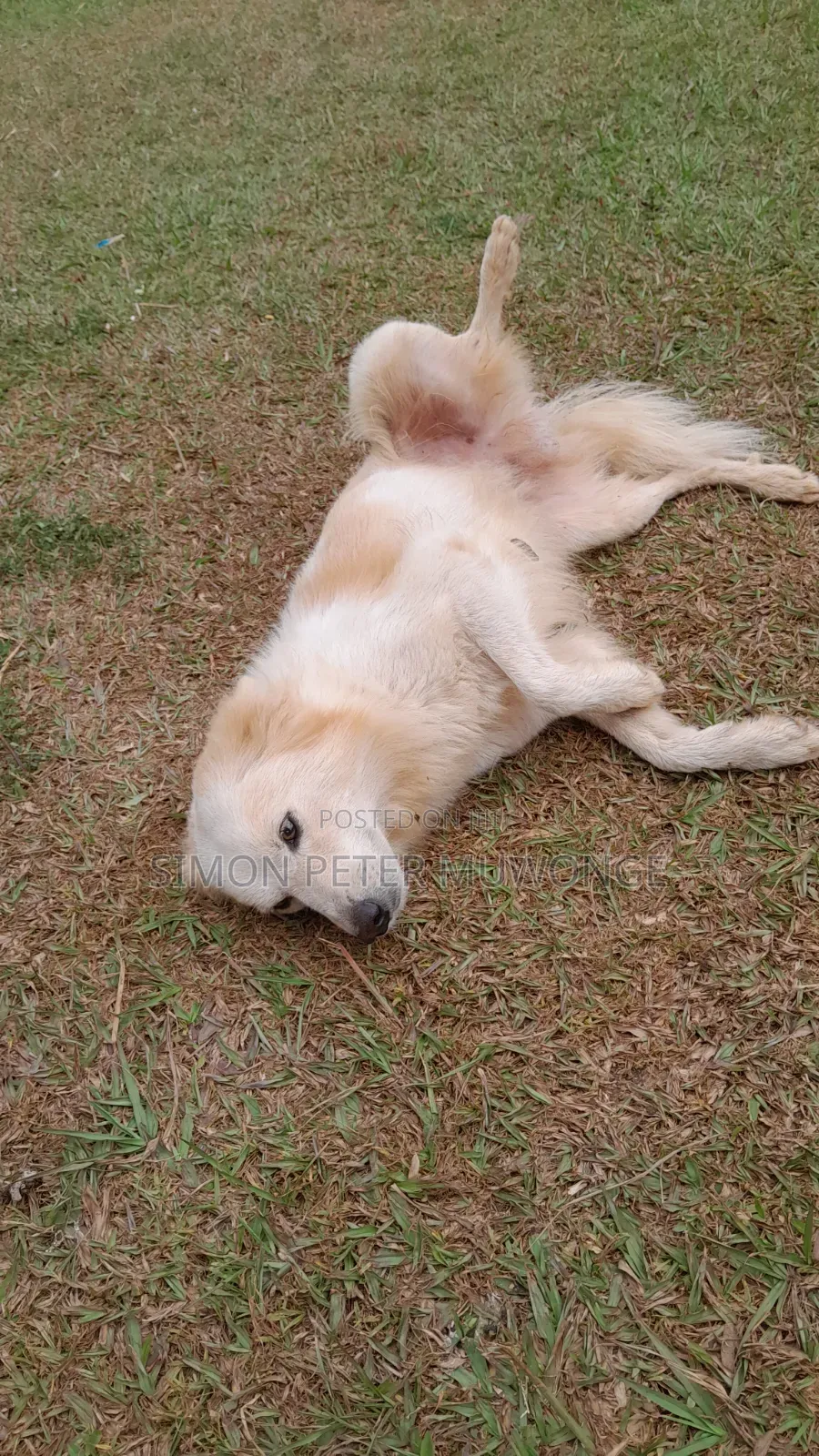3-6 months Male Purebred German Shepherd