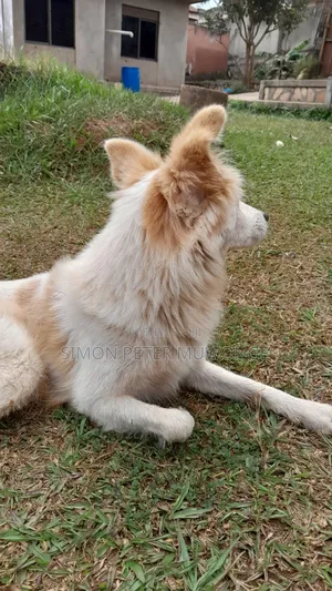 3-6 months Male Purebred German Shepherd