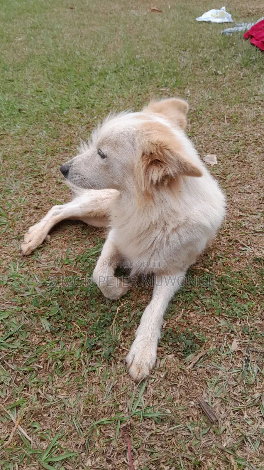 3-6 months Male Purebred German Shepherd