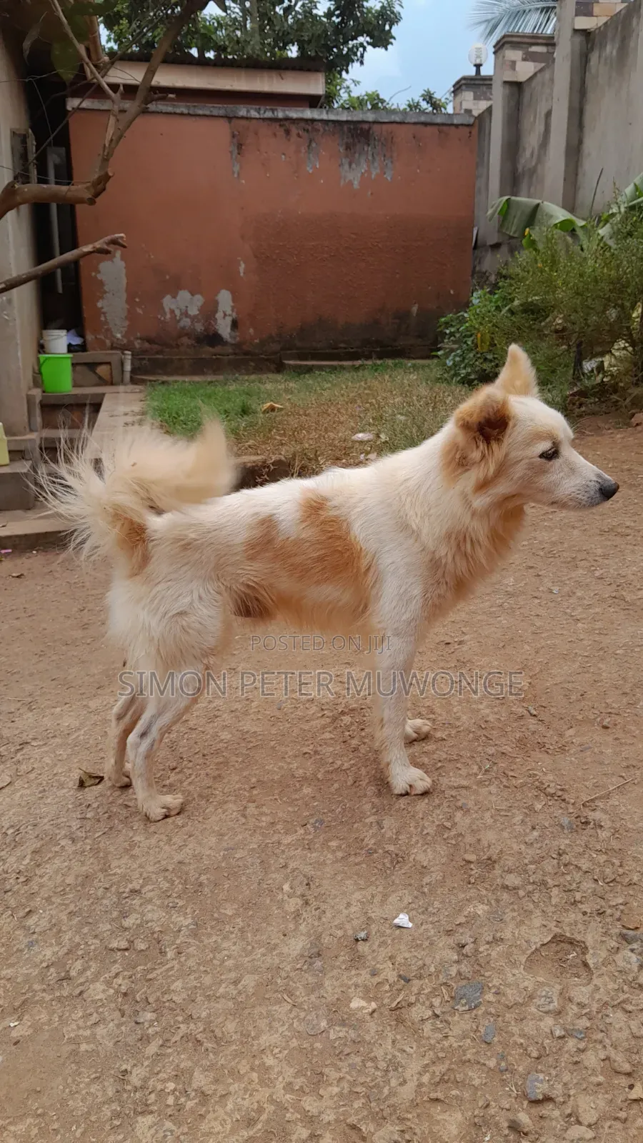 3-6 months Male Purebred German Shepherd