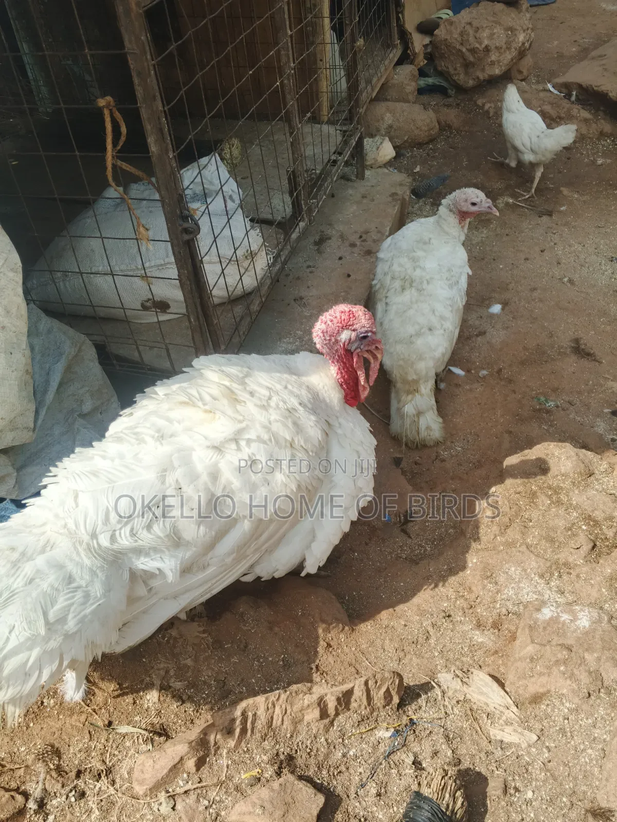 Holland Breed Apair for Sell