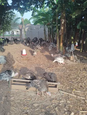 Male an Female Turkeys for Sale