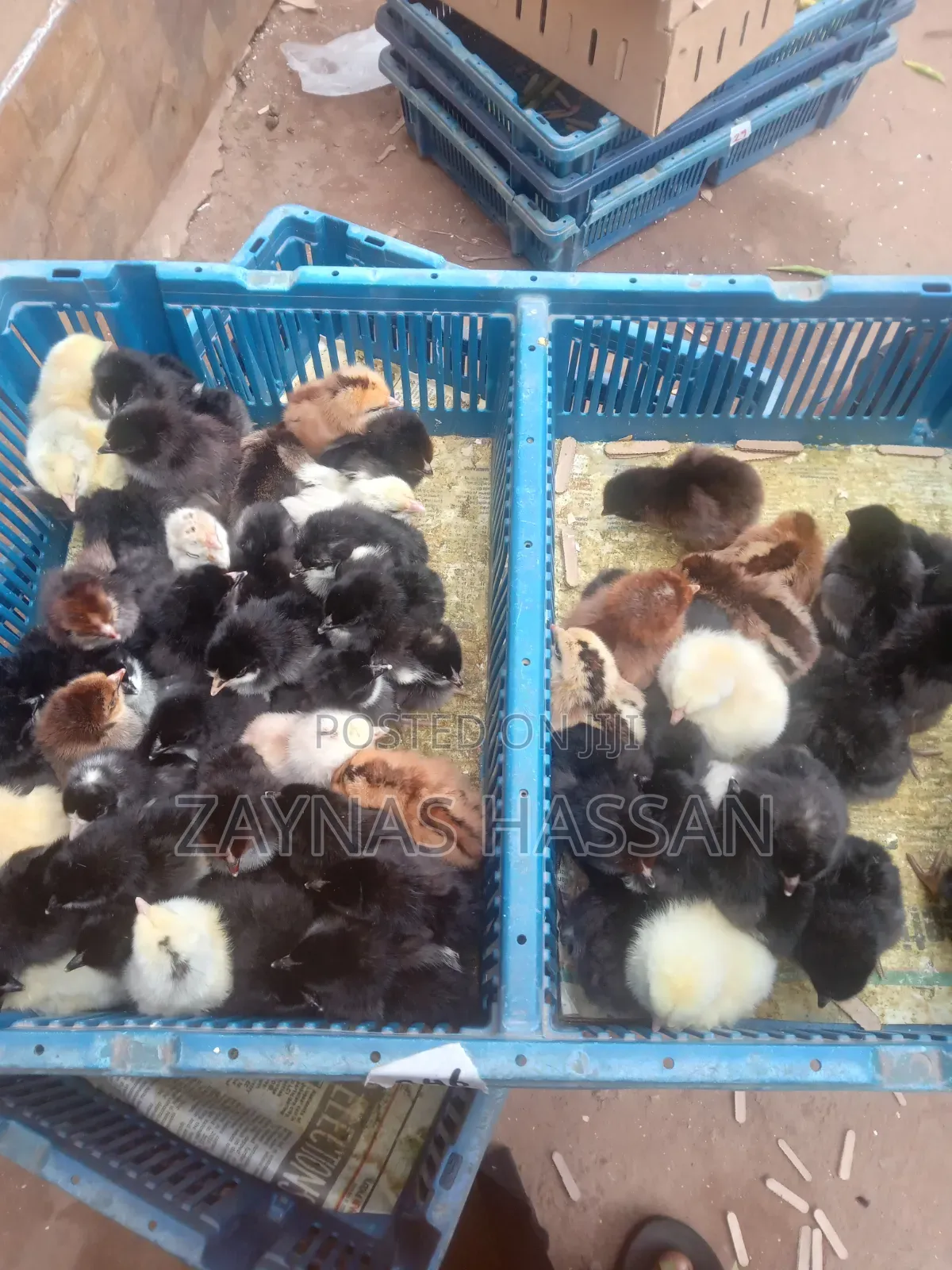 Best Poultry Local Breeders Farm