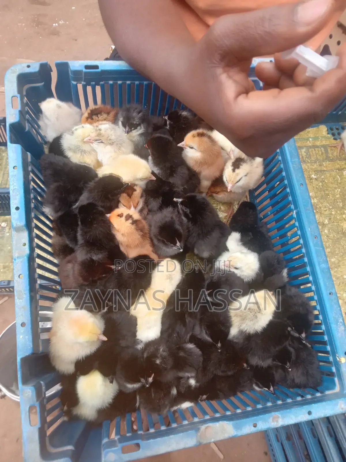 Best Poultry Local Breeders Farm