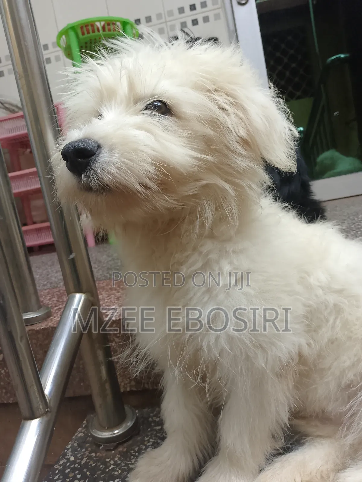 3-6 months Male Purebred Maltese