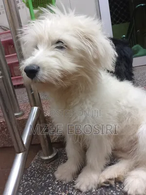 3-6 months Male Purebred Maltese