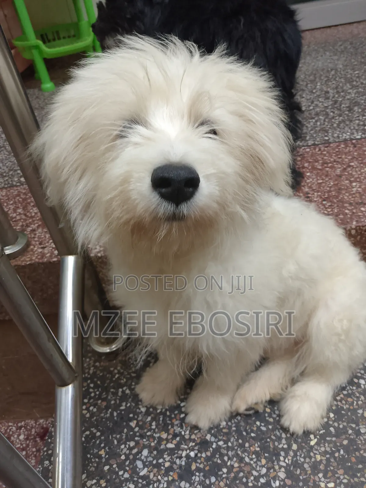 3-6 months Male Purebred Maltese