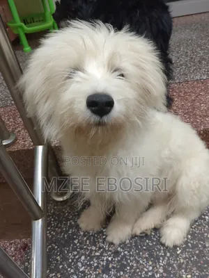 3-6 months Male Purebred Maltese