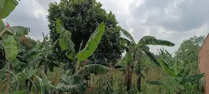 Land for Sale in Matugga 100/60ft at 65m