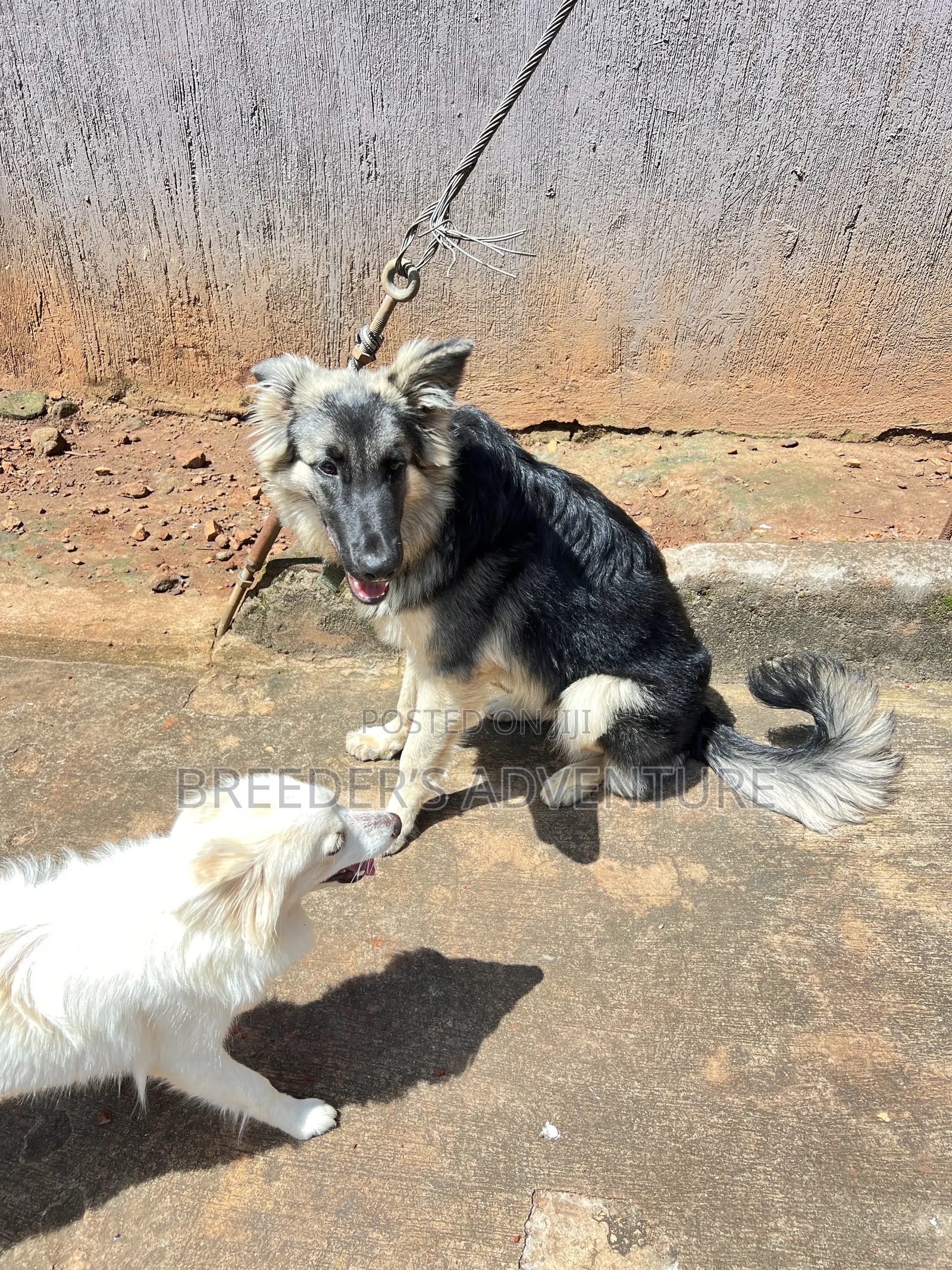 6-12 months Male Purebred German Shepherd
