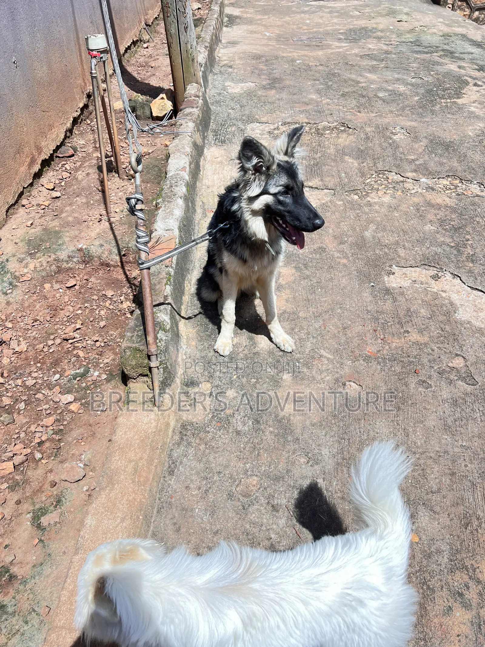 6-12 months Male Purebred German Shepherd