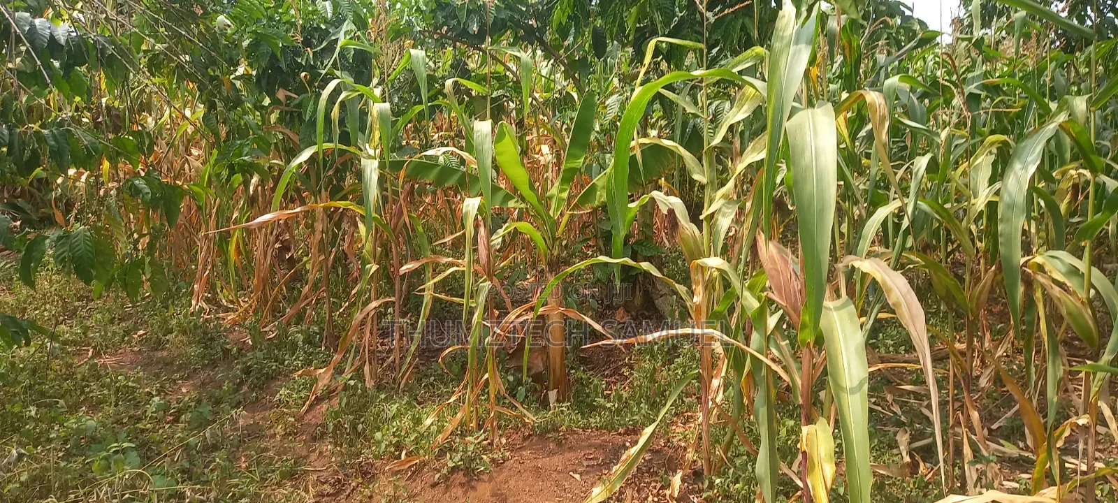 Grab Cheap Fertile Land