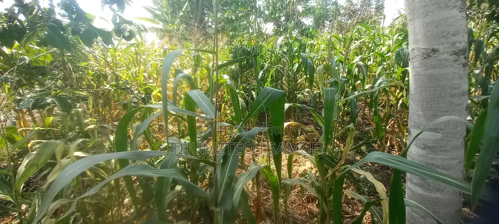 Grab Cheap Fertile Land