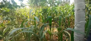 Grab Cheap Fertile Land