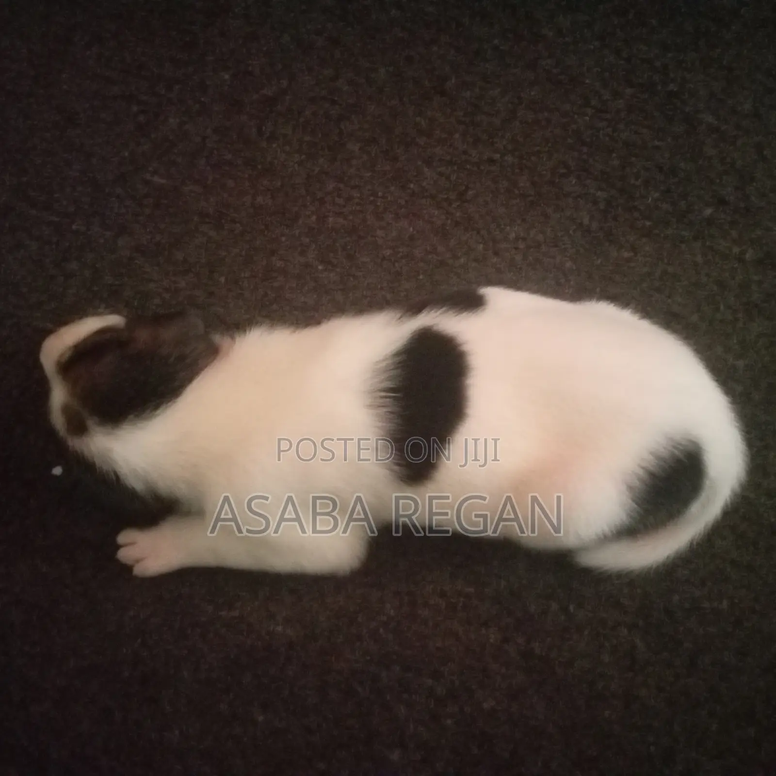 0-1 month Female Mixed Breed Rat Terrier