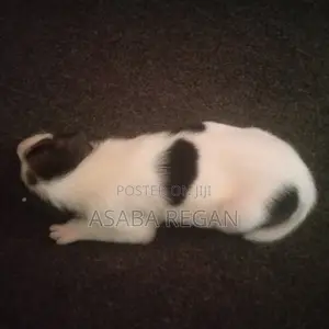 0-1 month Female Mixed Breed Rat Terrier