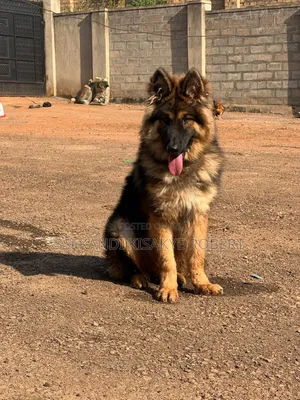3-6 months Male Purebred German Shepherd