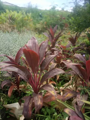 Codline Red Leaves