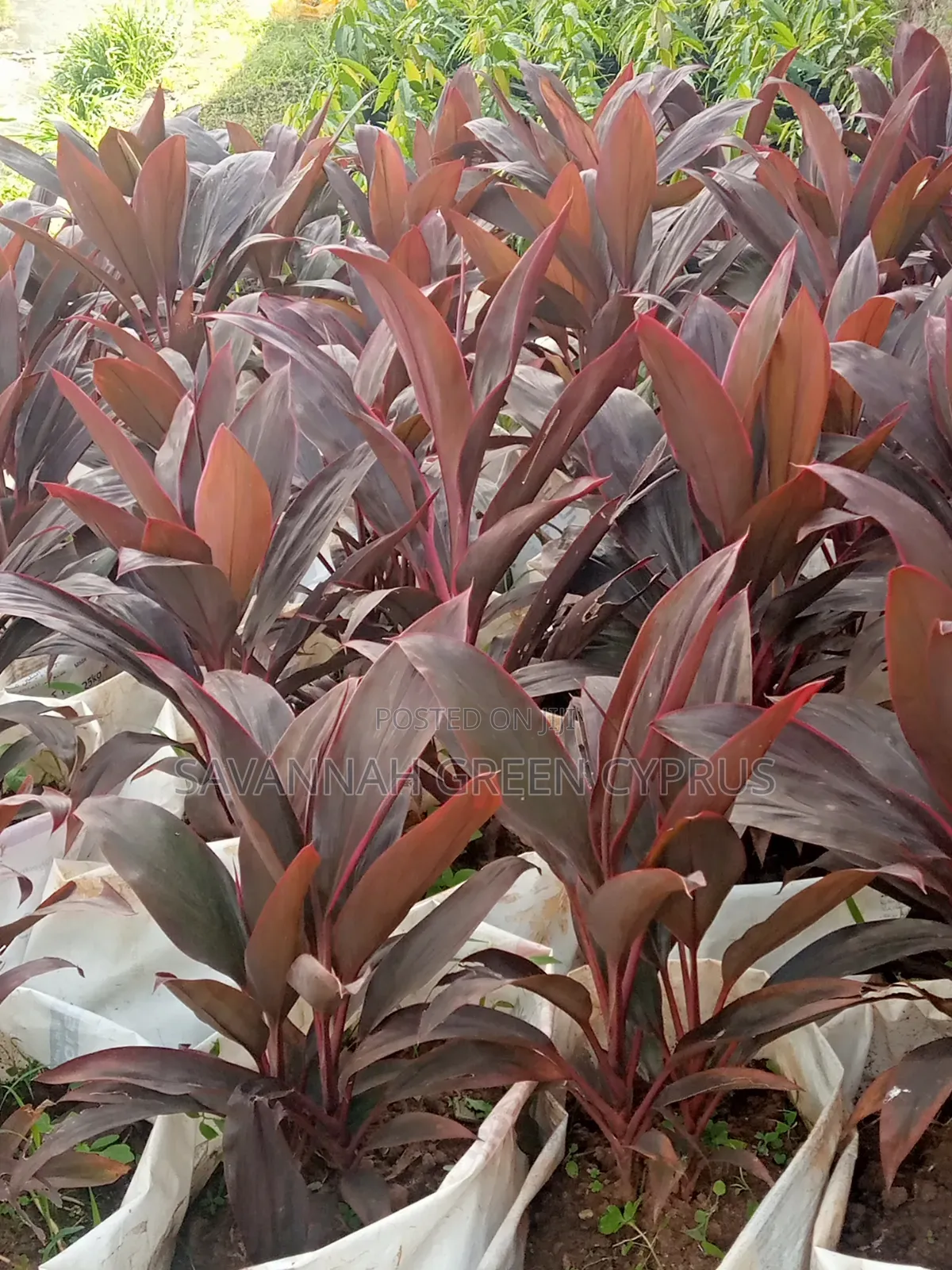 Codline Red Leaves