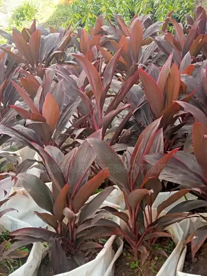 Codline Red Leaves