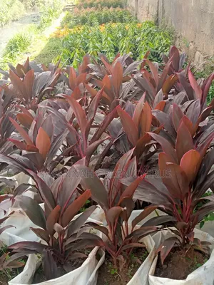 Codline Red Leaves