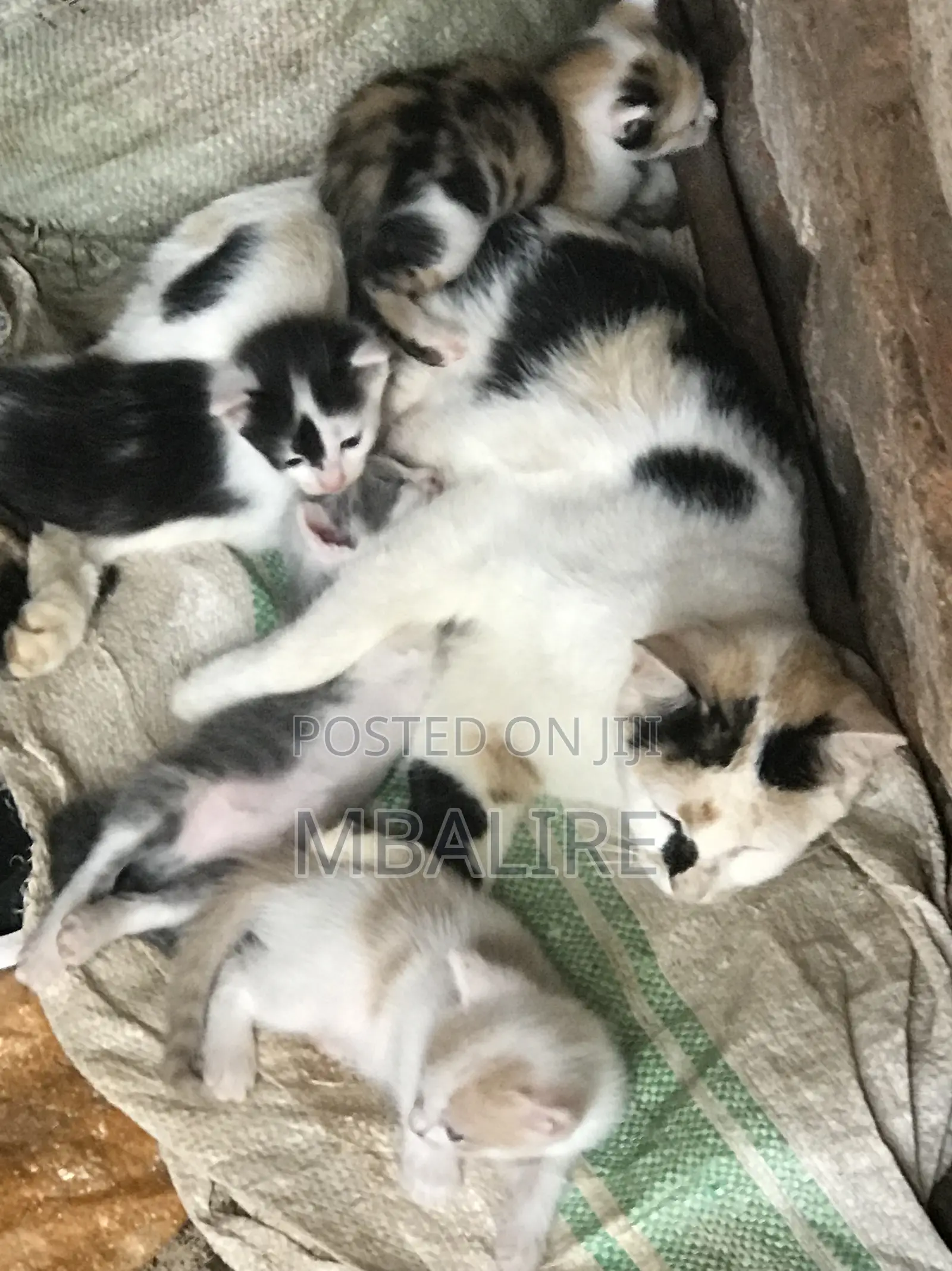 1-3 months Female Mixed Breed Cat