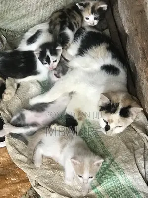 1-3 months Female Mixed Breed Cat