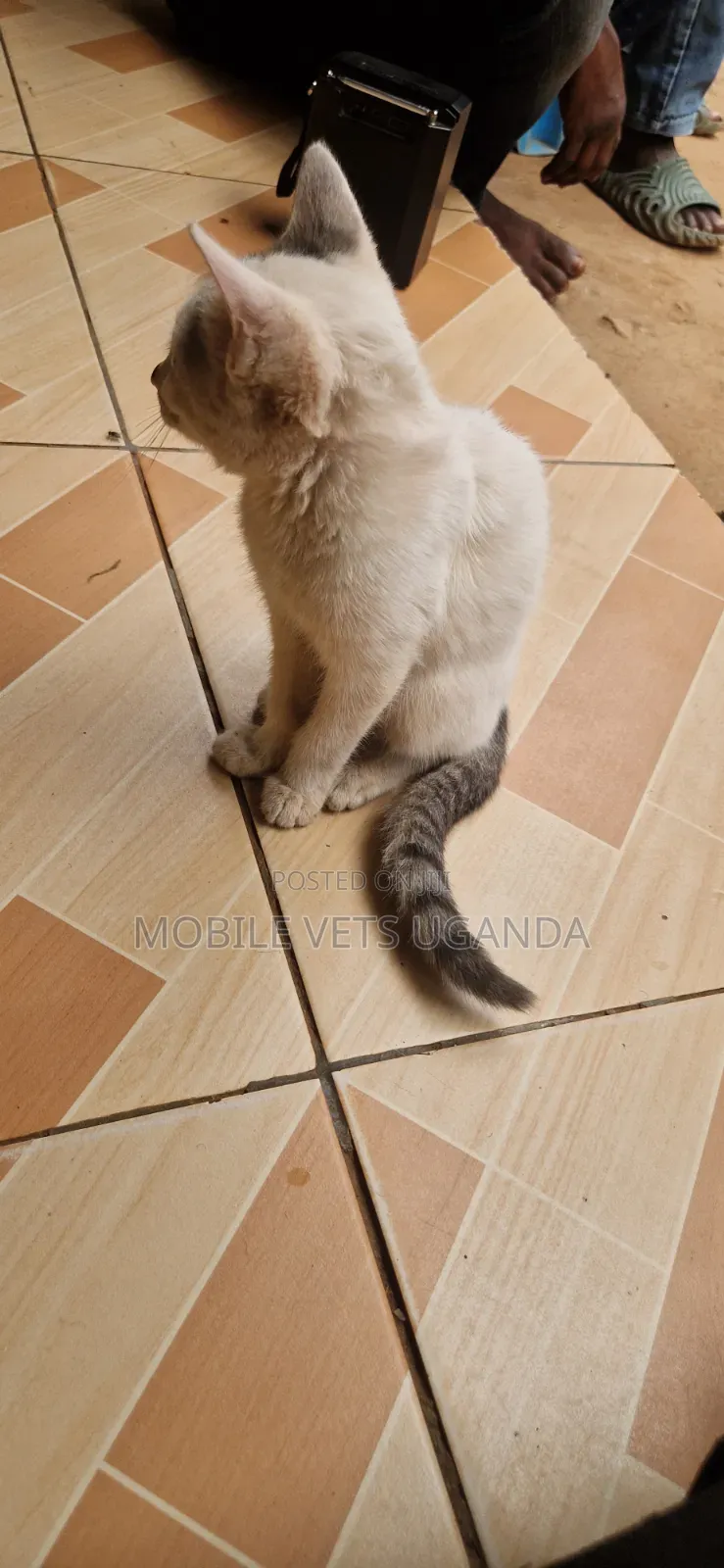 1-3 months Male Purebred Birman