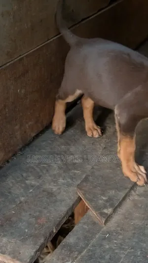 3-6 months Female Purebred Boerboel