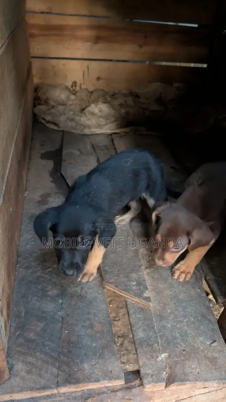 1-3 months Female Purebred Boerboel