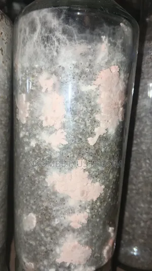 Pink Oyster Mushroom Spawn